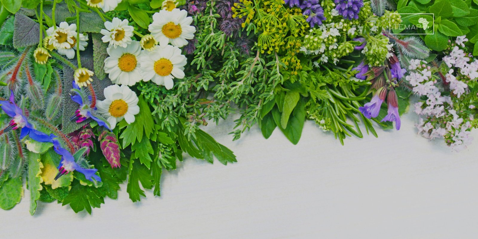 Ingredientes sagrados usados em banho de proteção espiritual no TEMAP.