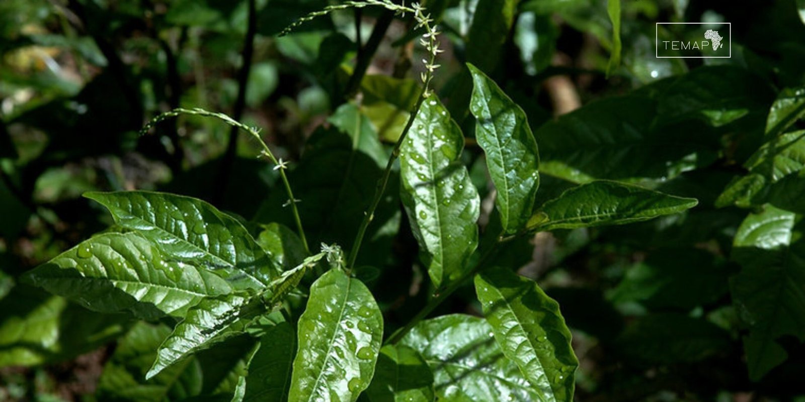 Folhas frescas de guiné usadas em rituais de limpeza e proteção espiritual no TEMAP.